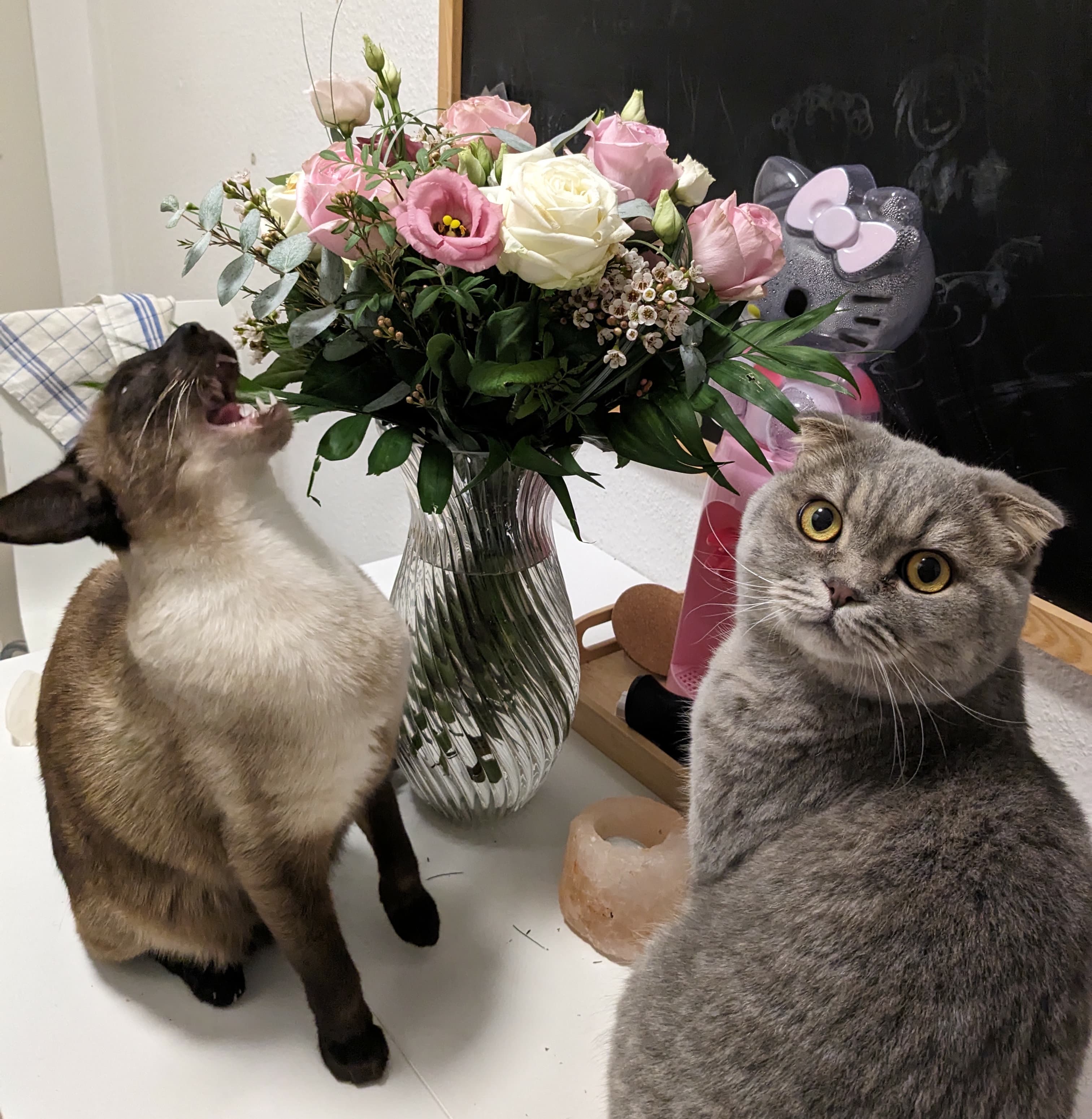 Cats