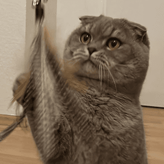 Balu the cat