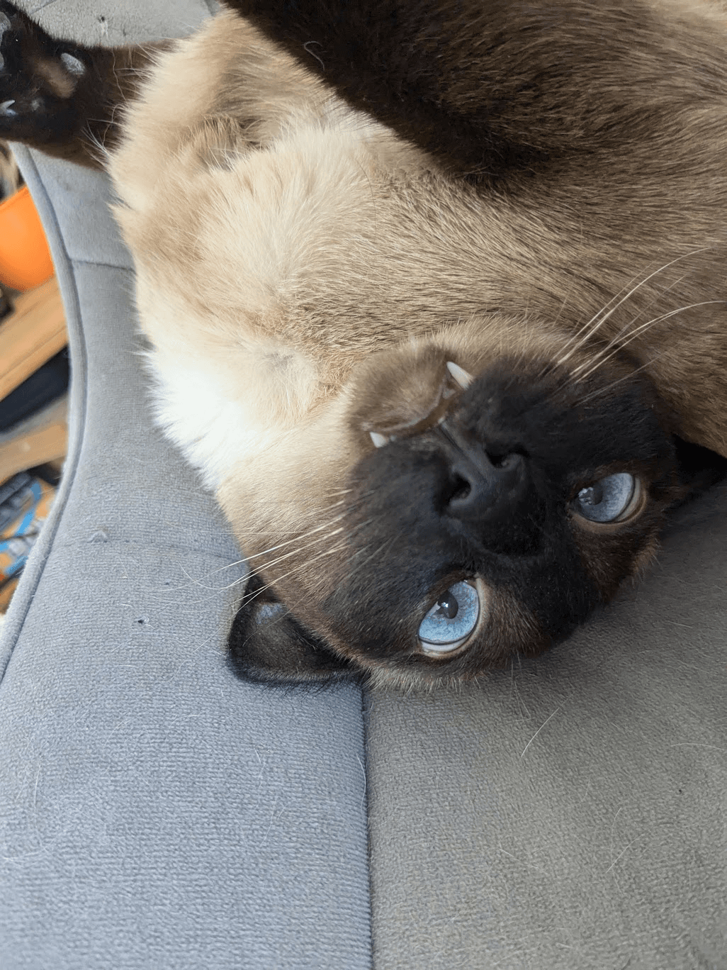 Loui the cat